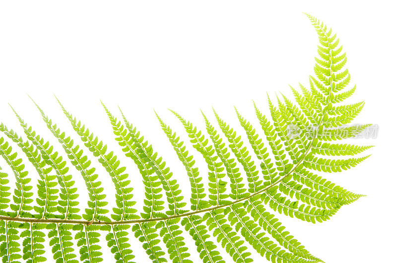 Polypodium vulgare蕨类植物